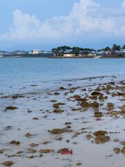 Starfish on sandy beach during low tide in Sabah, Malaysia – Editorial Use Only