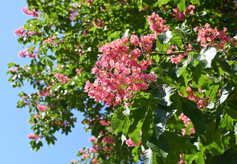 Vibrant pink flowers bloom on lush green trees under a clear blue sky in springtime