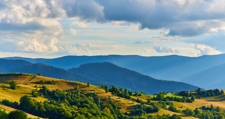 Mountain Meadow Wildflowers Fence View