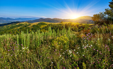Wildflower Meadow Mountain Hills View