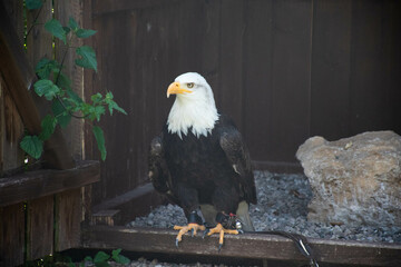 Seeadler