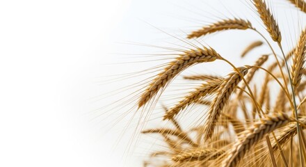 Obraz premium Close-up view of healthy wheat stalks ready for harvest against a white background