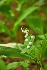 Obraz premium Delicate Lily of the Valley Flowers