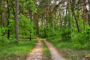 Fototapeta premium Sunlight Filtering Through Dense Forest Interior