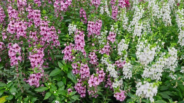 A vibrant bed of pink and white angelonia flowers stands tall and lush, creating a beautiful and serene floral display in a garden.