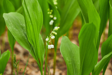 Obraz premium Delicate Lily of the Valley Flowers