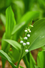 Obraz premium Lush Cluster of Lily of the Valley