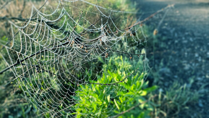 Spider web hanging on the grass and glowing in the morning light. Selective focus on the web. Natural background template.