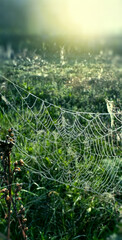 Spider web hanging on the grass and glowing in the morning light. Selective focus on the web. Natural background template.