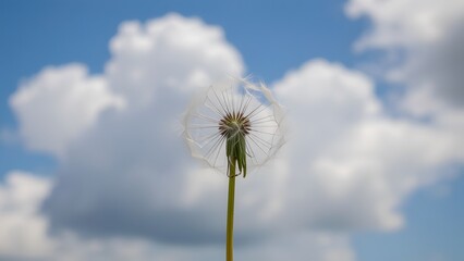 Flowers , Nature , Butterfly , Hydrangea , Daisy , Firefly , Night , Moon