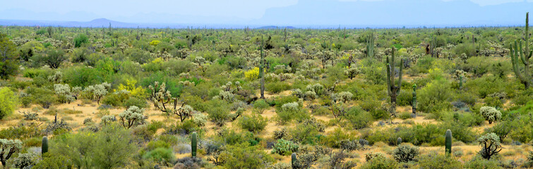 Panorama Landscape Sonoran Desert Arizona