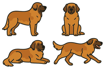 Leonberger in various poses and views on a transparent background