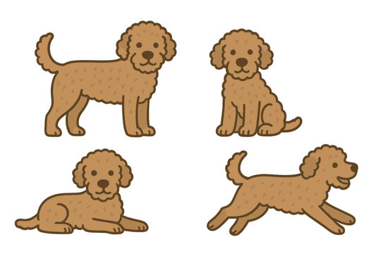 Lagotto Romagnolo in various playful poses on a transparent background