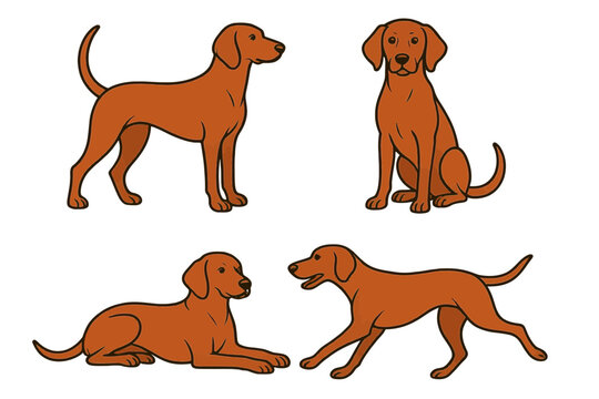 Redbone Coonhound in different poses on transparent background