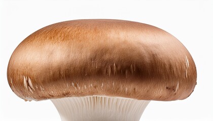 mushroom isolated on white background. AI Generate