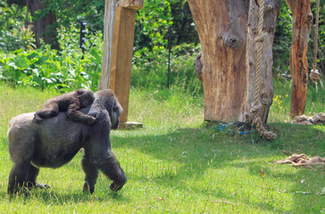 A female Western Lowland Gorilla waking across lush green grass with a small infant on her back which is looking directly at camera.