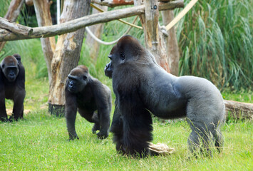 Male Silverback Gorilla standing with others including a baby on Mums back in the background