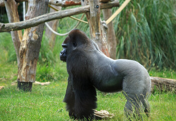 Side profile of a very large silver backed Western Lowland Gorilla standing with trees and a rope in the background.