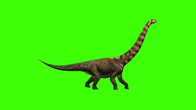 Puertasaurus Dinosaur Side View Walk Green Screen