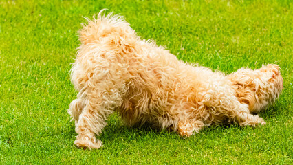 Cute Havanese dog rubs itself with scent on a sunny spring day