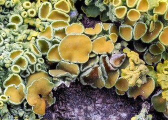 A detailed macro photograph showcasing the intricate patterns and vivid colors of leafy lichens, featuring tones of green and yellow. Captures nature's fascinating forms on a textured surface.
