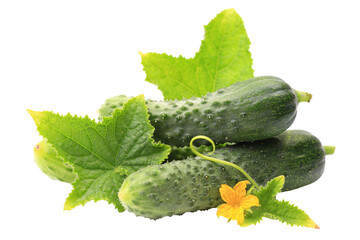 Cucumber with leaves isolated
