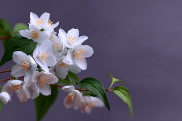 Fototapeta premium Jasmine flowers on a branch with green leaves against a muted purple background