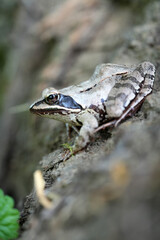 frog on the tree