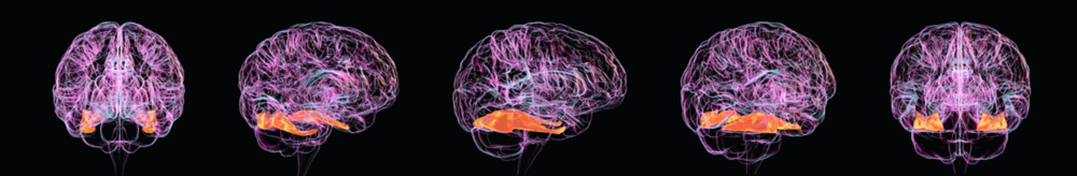 Human brain with highlighted fusiform gyrus, responsible for facial recognition, visual object processing, and reading, 3D illustration