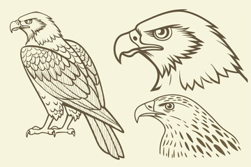 sketch of a eagle