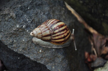 A snail with a beautifully patterned shell.