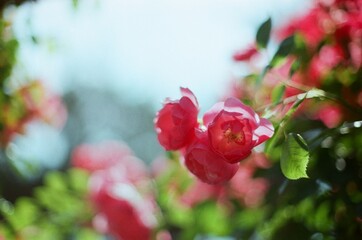close up of red rose