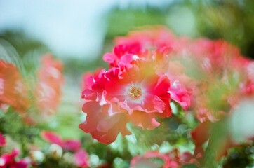 rose in the garden