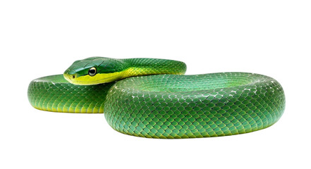 Fototapeta premium Green snake close up photo of reptile snake on black background image on transparent background