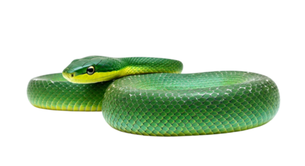 Green snake close up photo of reptile snake on black background image on transparent background