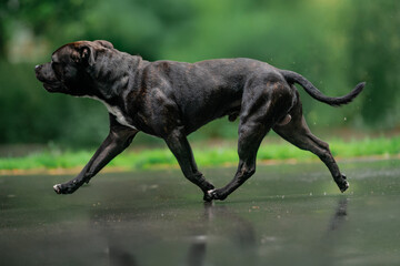 Staffordshire terrier dog breed in the movement
