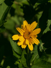 Bright Yellow False Sunflower Blossom Amongst Green Foliage in Summer