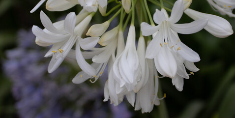 Fototapeta premium Macro shot of numerous white Agapanthus flowers and buds with a softly blurred background.
