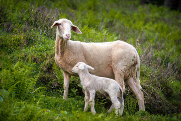 a white ewe with his lamb on a mountain meadow in the alps at a spring day