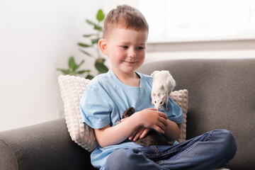 Little boy with his pet rats on sofa at home