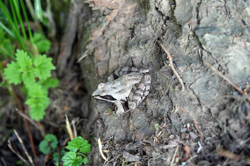 frog in the forest