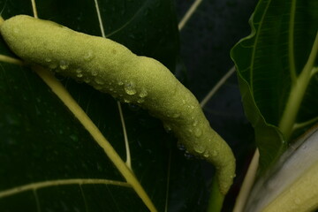 A developing green tropical fruit or seed pod, glistening with water droplets, showcases nature's...