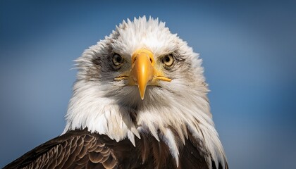 Fototapeta premium north american bald eagle