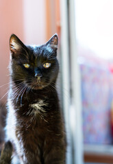 Portrait of a black cat with shiny fur and a white chest spot, showing one eye with corneal opacity sitting at home, veterinary concept