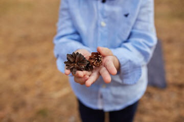 Child's Hands Holding Two Pine Cones