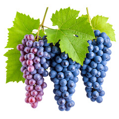 Purple and Blue Grapes with Leaves isolated on white or transparent png
