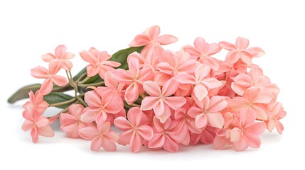Fototapeta premium pink ixora flowers isolated on white background. studio shot