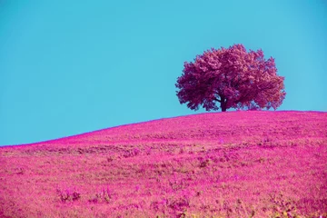 Fototapete Pink Tree in a field against a blue sky. Pink tint. Fantastic color  © vvvita