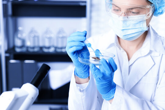 Scientist working with sample in Petri dish in laboratory, closeup