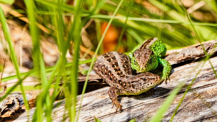 Lacerta agilis, sand lizard, on a sunny spring day